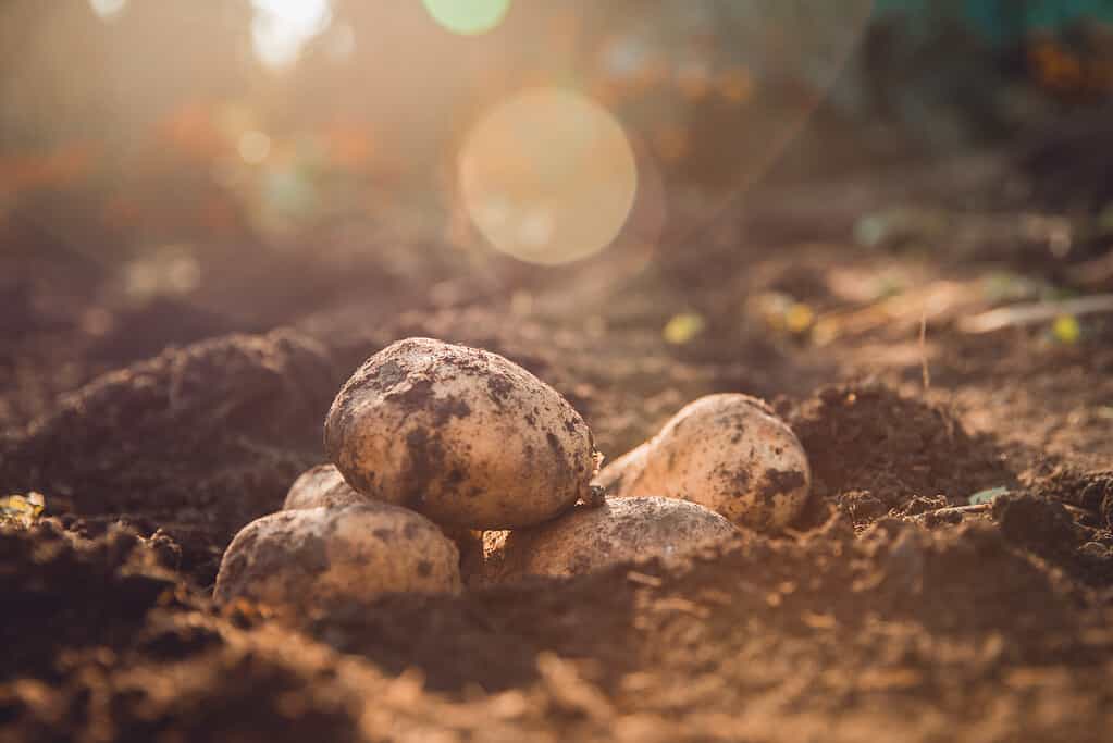 Le patate fresche giacciono nel fango del letto del buco.  Brillare di sole.
