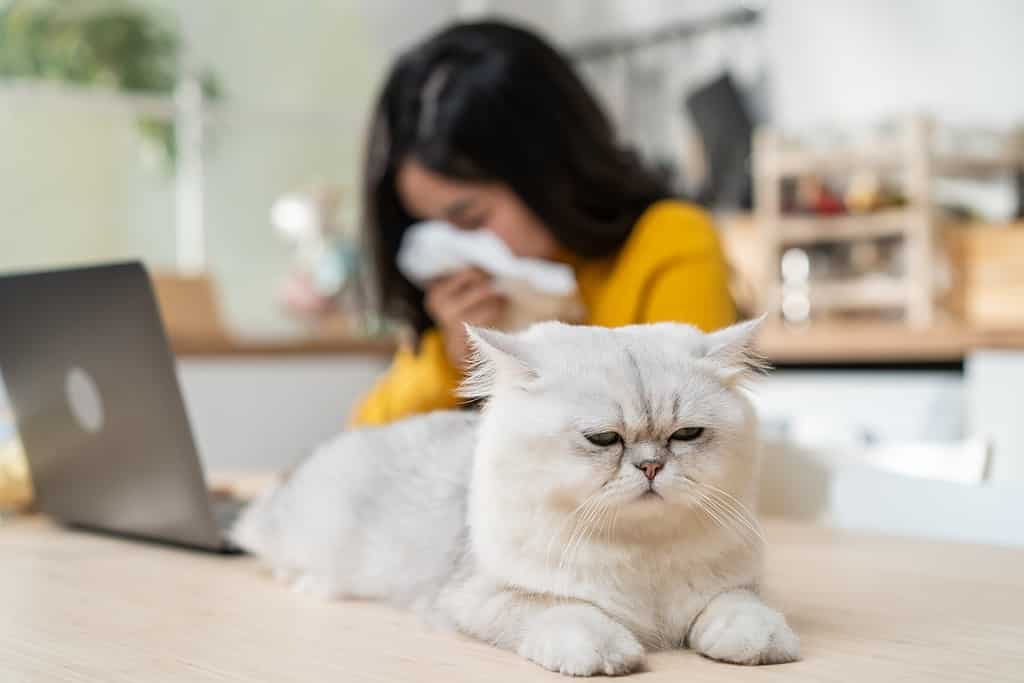 Giovane donna asiatica che soffre di allergie al pelo del gatto e starnutisce.  Attraente bella ragazza usa il computer portatile per lavorare da casa e mettere il fazzoletto per coprirsi il naso mentre starnutisce a causa dell'allergia al pelo dell'animale domestico.