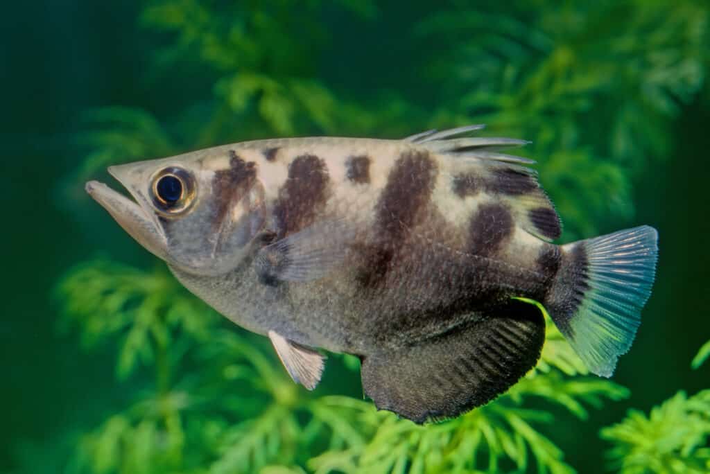 Un pesce arciere usa un getto d'acqua per abbattere la sua preda