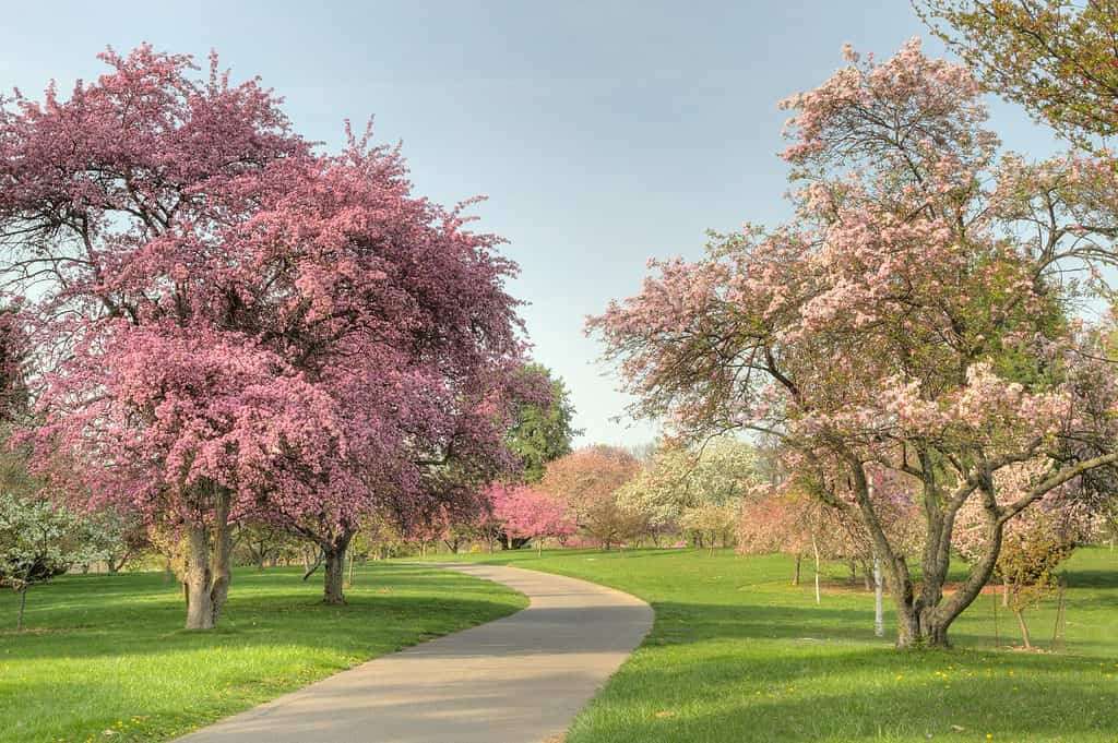 Giardino giapponese al Dawes Arboretum