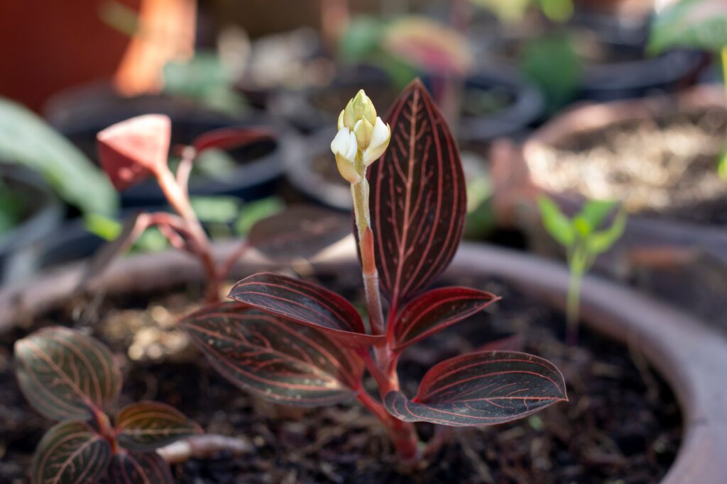 Le orchidee gioiello producono foglie meravigliose
