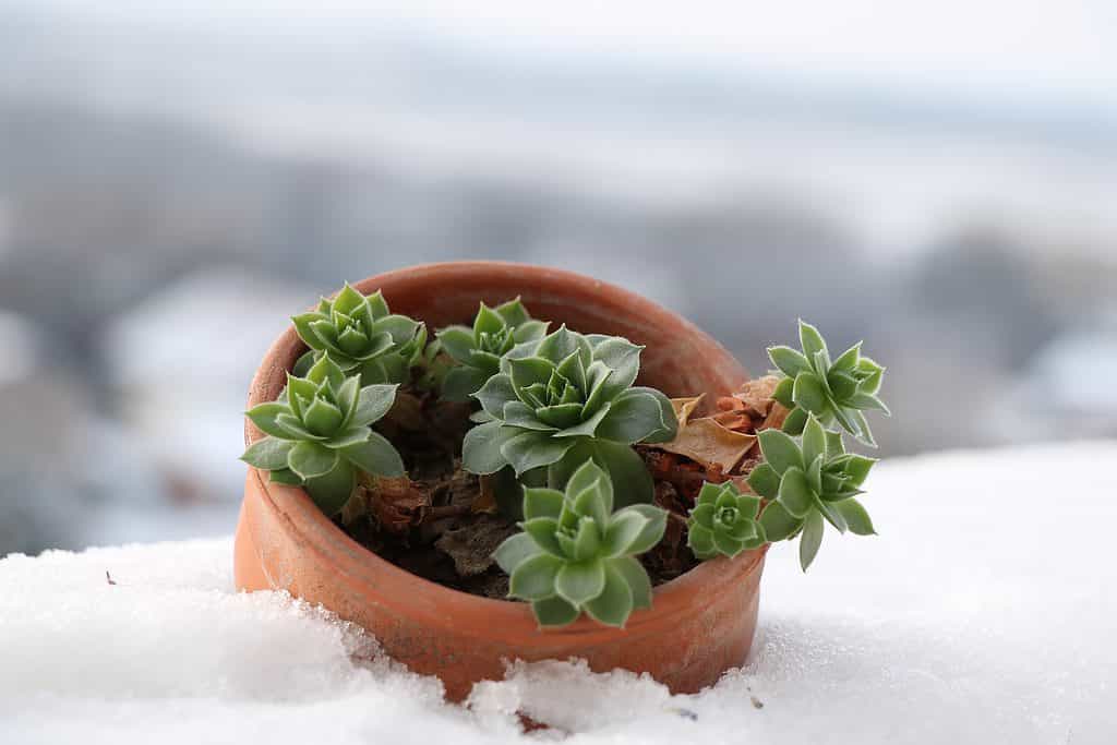 Una pianta succulenta in vaso nella neve