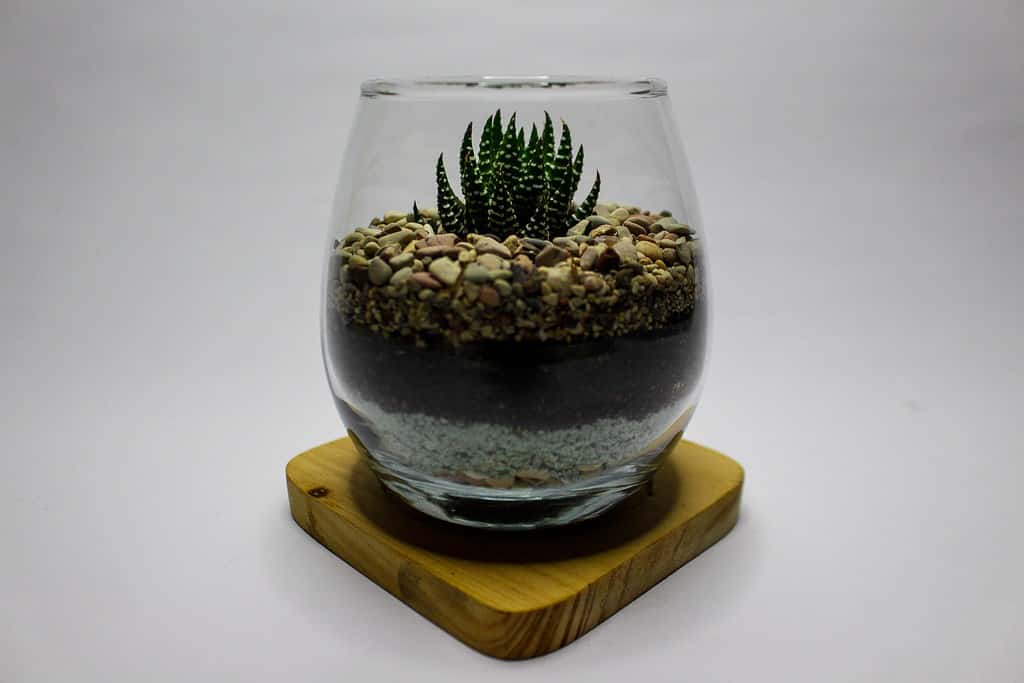 Terrario succulento con ciottoli drenanti