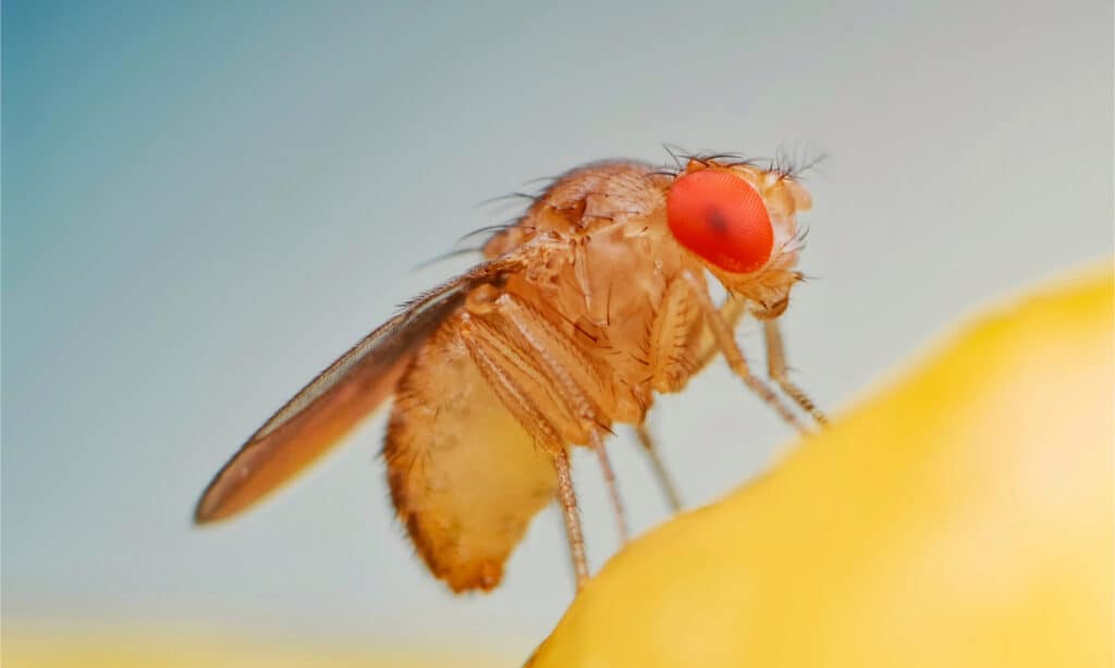 Primo piano di una mosca della frutta su una banana