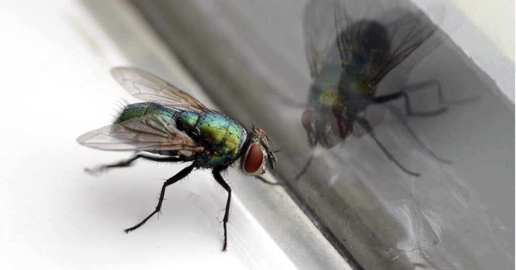La mosca ha una struttura simile a un cuore chiamata vaso dorsale 