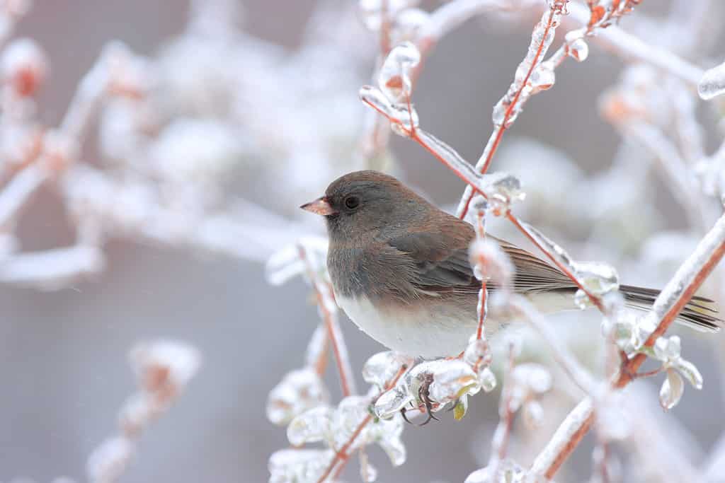 Junco ne La neve e il ghiaccio