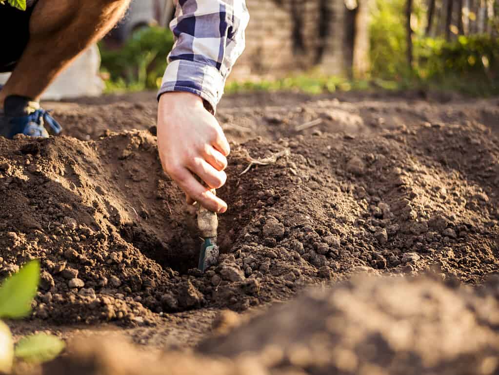 Preparazione del letto del giardino per la semina