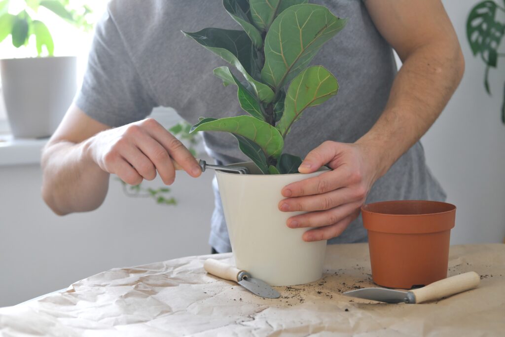 Trapianto di piante domestiche.  Un uomo che invasa pianta da interno Ficus lyrata o Fiddle leaf fig.