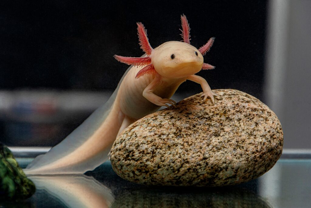 Un axolotl è visibile di fronte alla telecamera, guardando a destra.  La salamandra è di colore rosa-carne con occhi neri e appendici arancioni sulla parte posteriore del collo. 