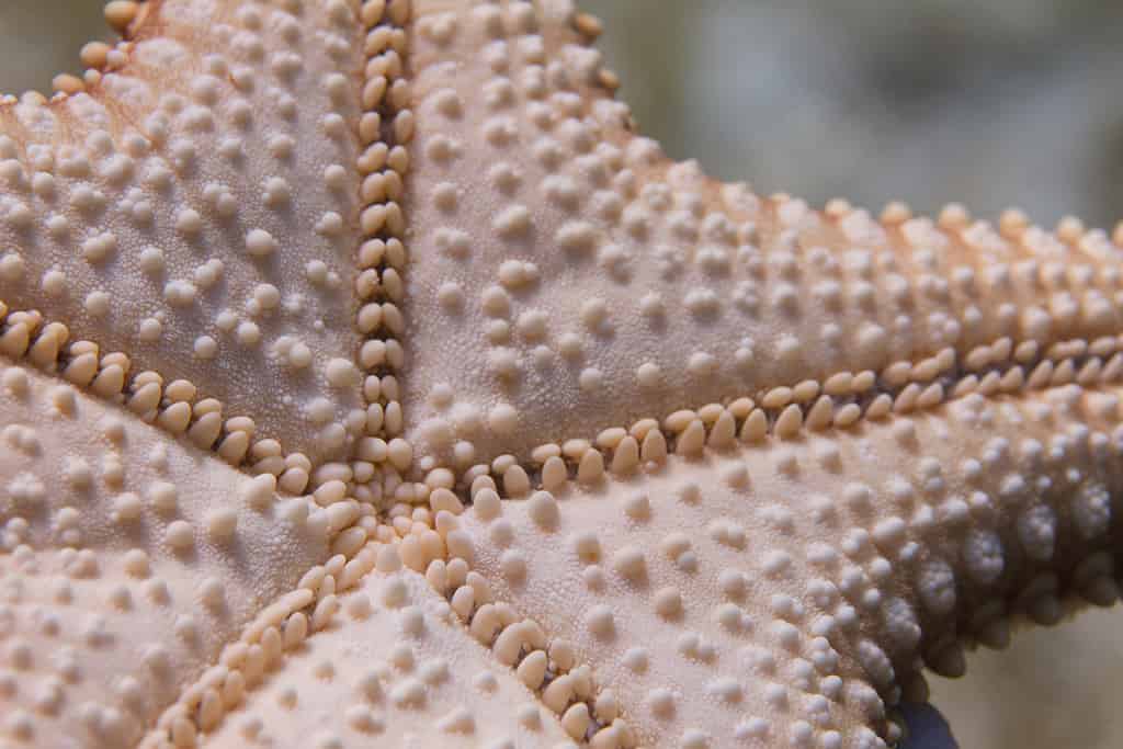 Spine di stelle marine