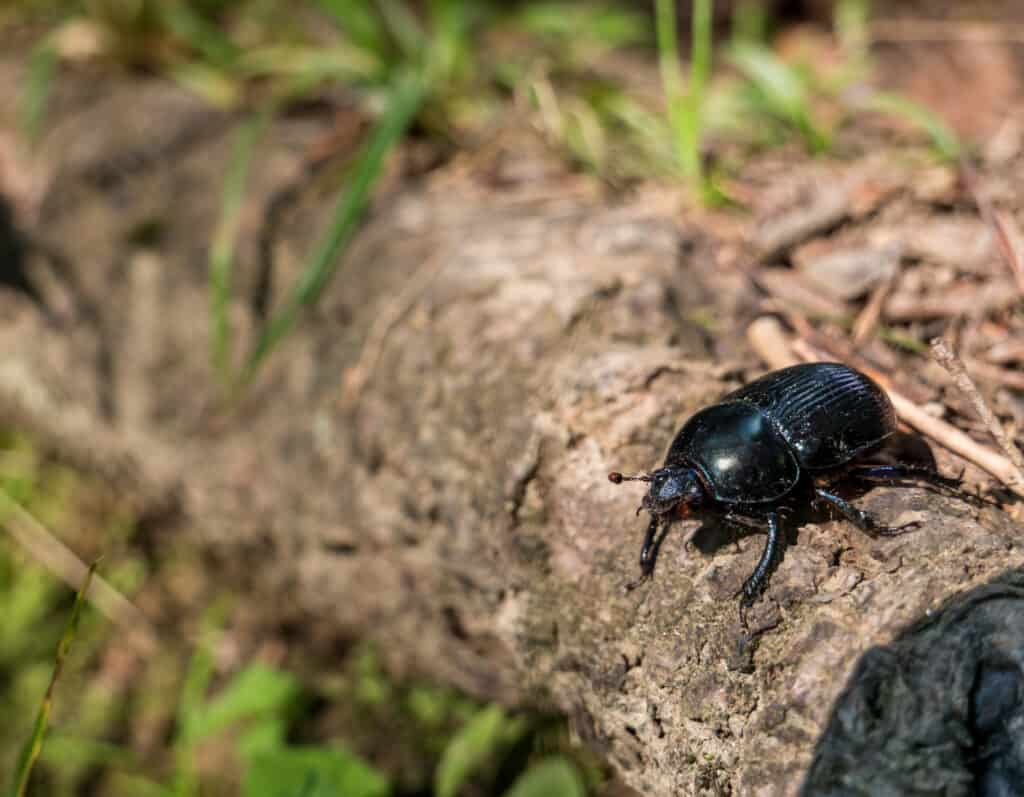 Scarabeo di pino