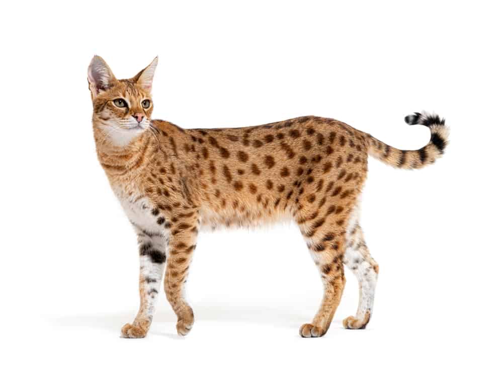 f1 Savana gatto