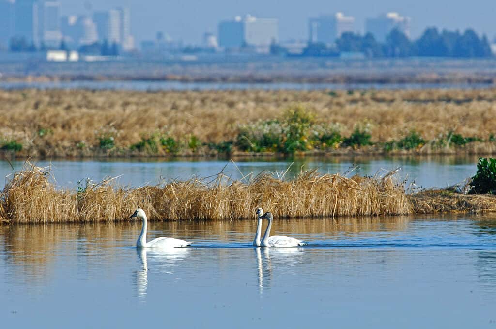 cigno della tundra