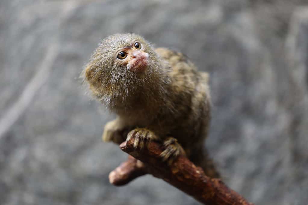 Le scimmiette vivono in natura per circa 12 anni