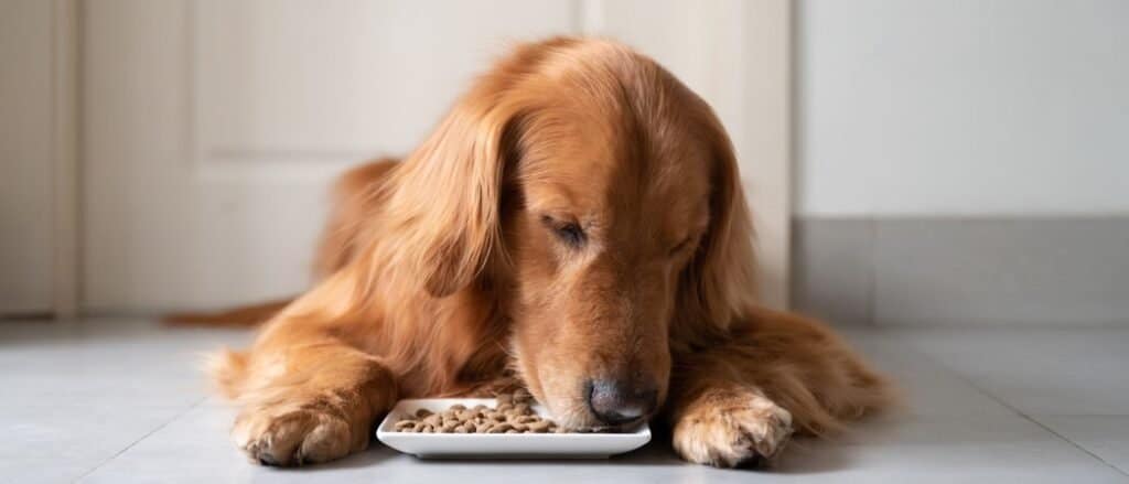 Cibo per cani anziani