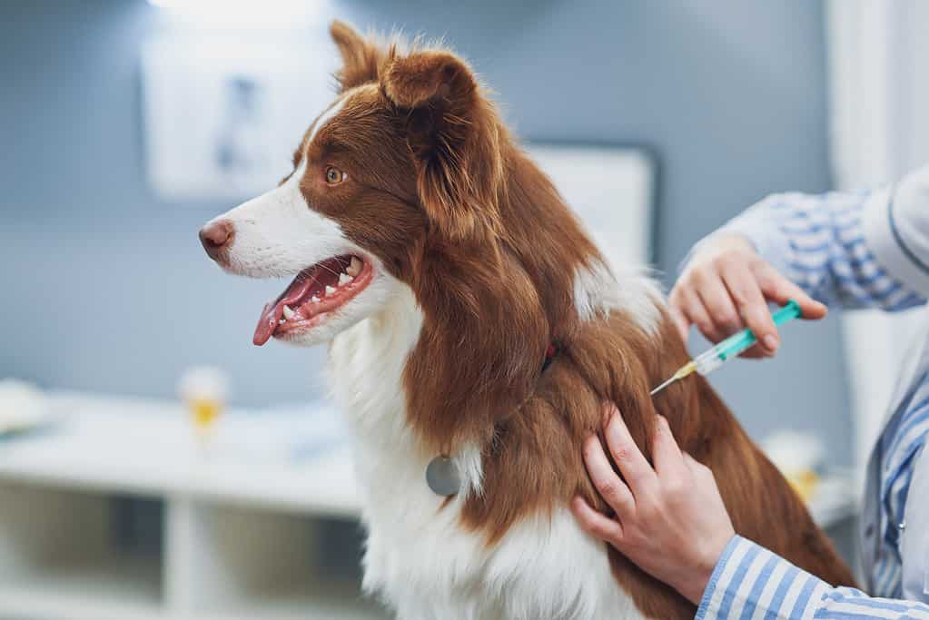Cane che riceve la vaccinazione