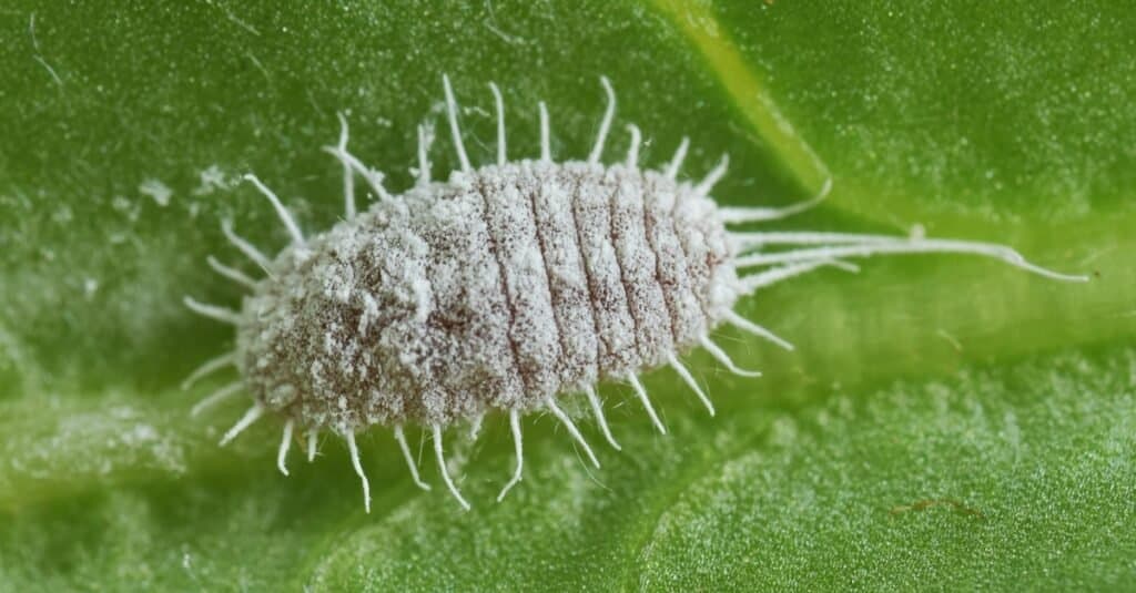 Primo piano estremo di un cocciniglia dalla coda lunga (Pseudococcus longispinus) su una foglia verde.