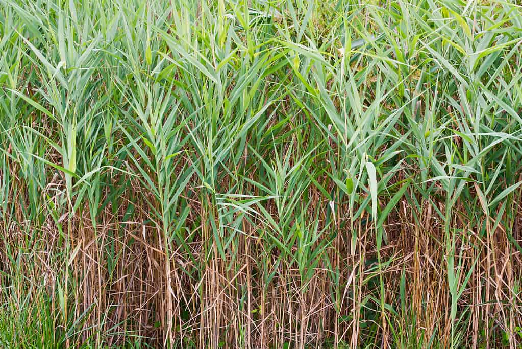 Spartina alterniflora (Spartina alterniflora)