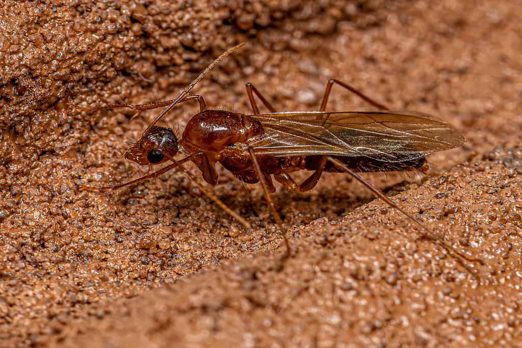 Formica carpentiere alata maschio