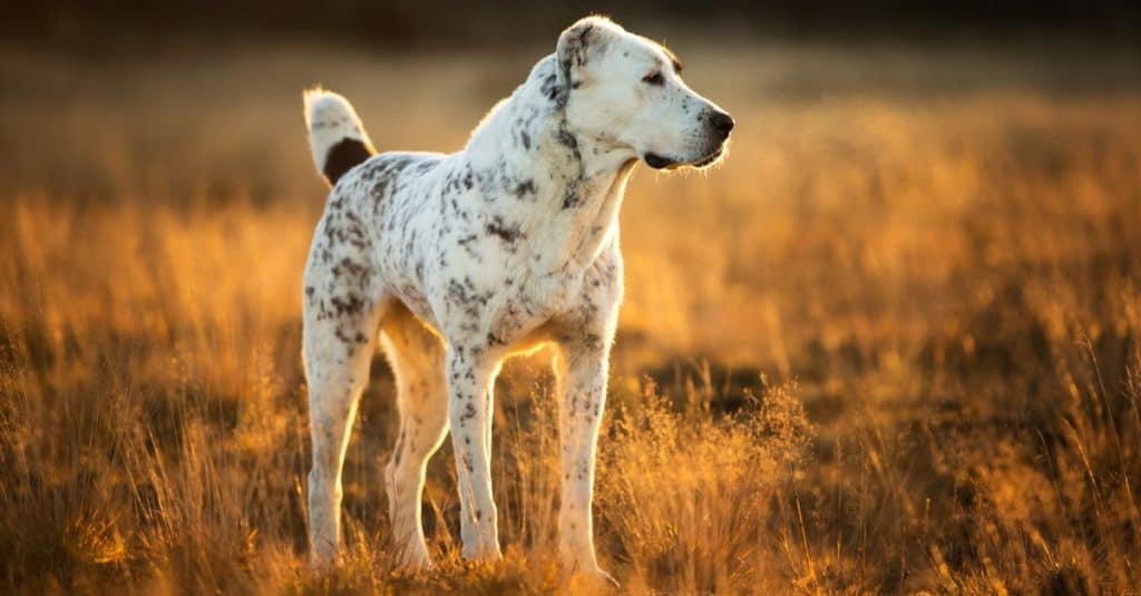 Guarda la statua del cane più grande del mondo: un capolavoro d'oro di 19 piedi