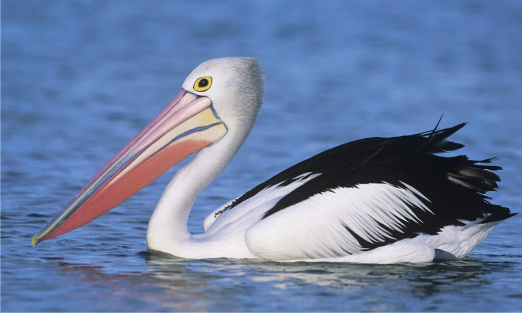 Pellicano australiano sull'acqua