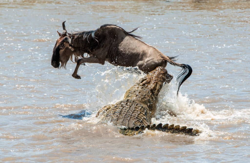Coccodrillo e gnu in acqua