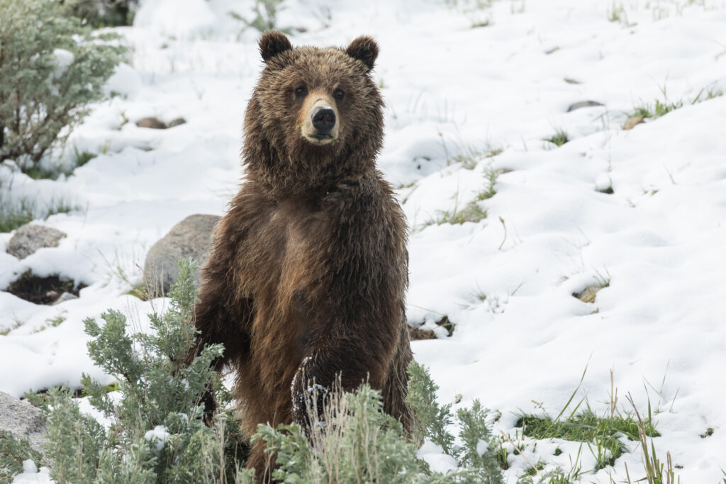 Mamma orso grizzly sempre vigile controlla dove si trova il suo cucciolo.