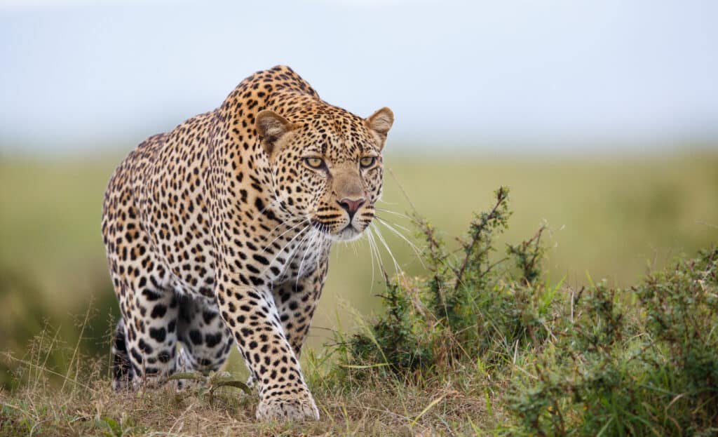 leopardo