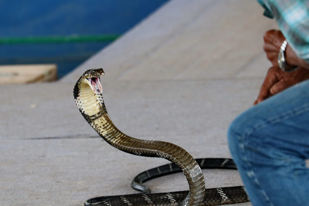 L'uomo si accovacciò accanto al cobra.