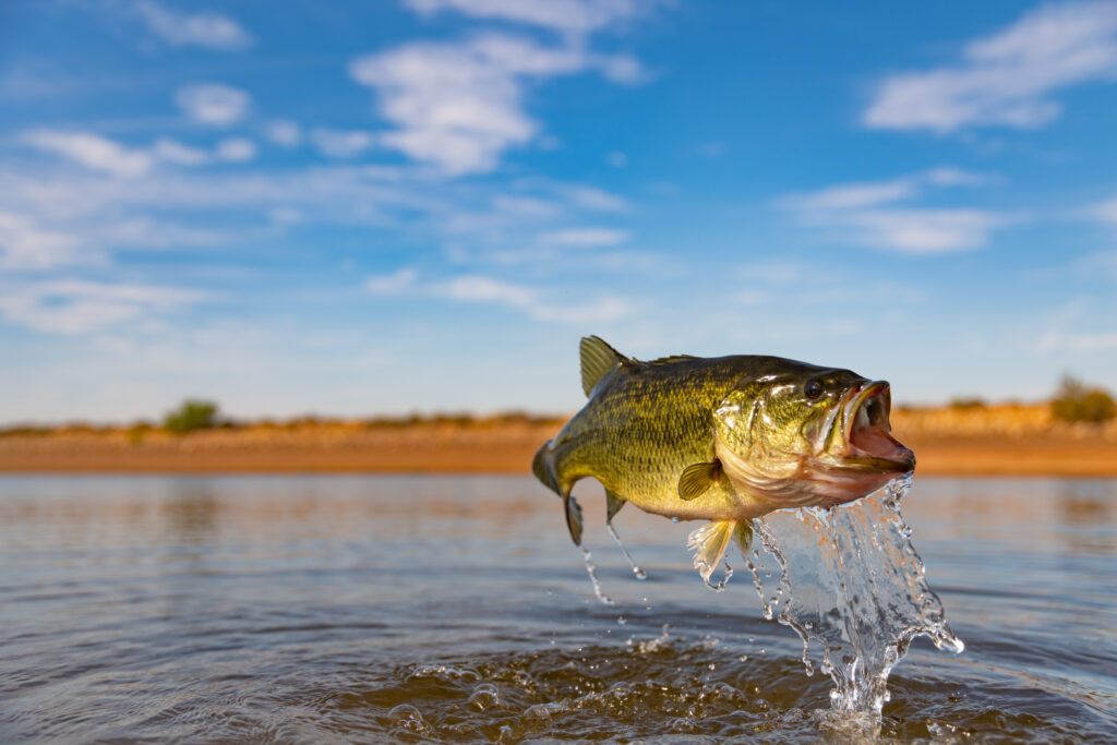 Il persico trota è il pesce d'acqua dolce dello stato ufficiale della Florida.