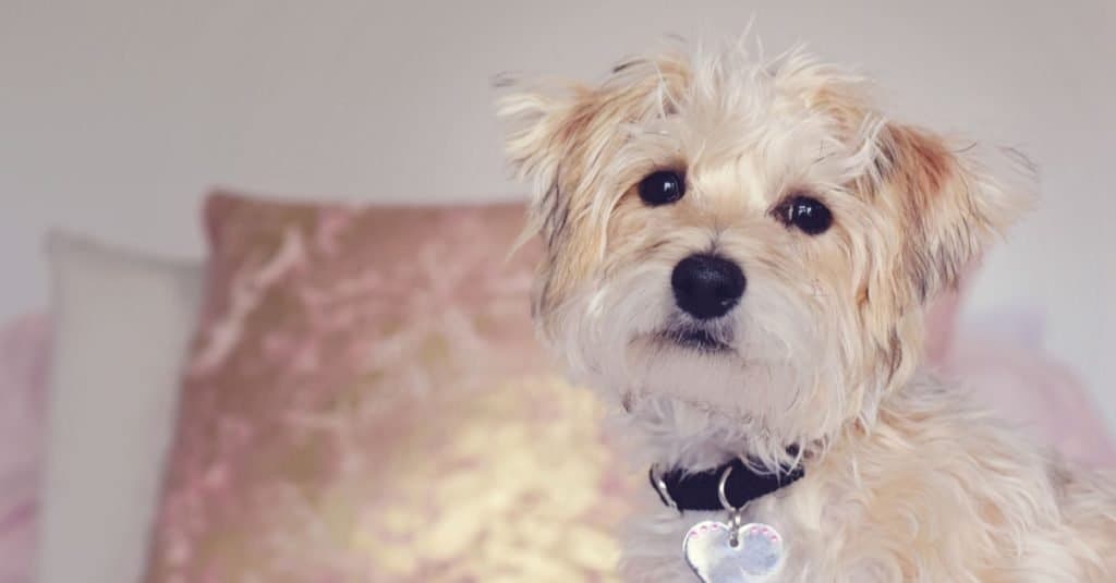 Carino piccolo adorabile bichon Yorkie