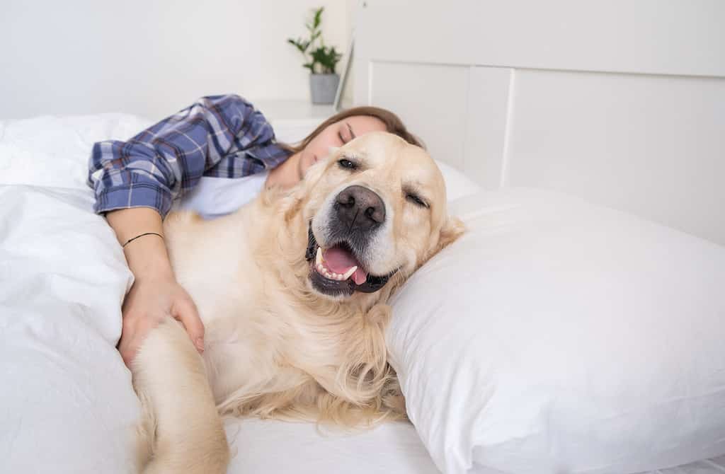 Coccole con un golden retriever