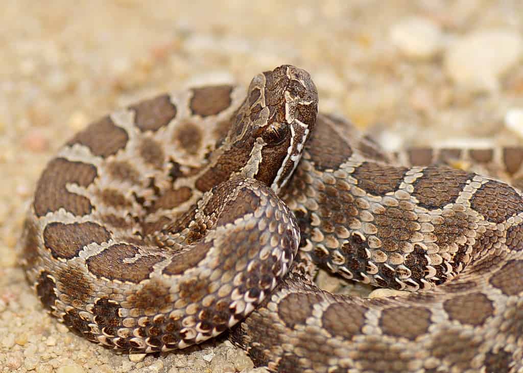 Serpente a sonagli Massasauga