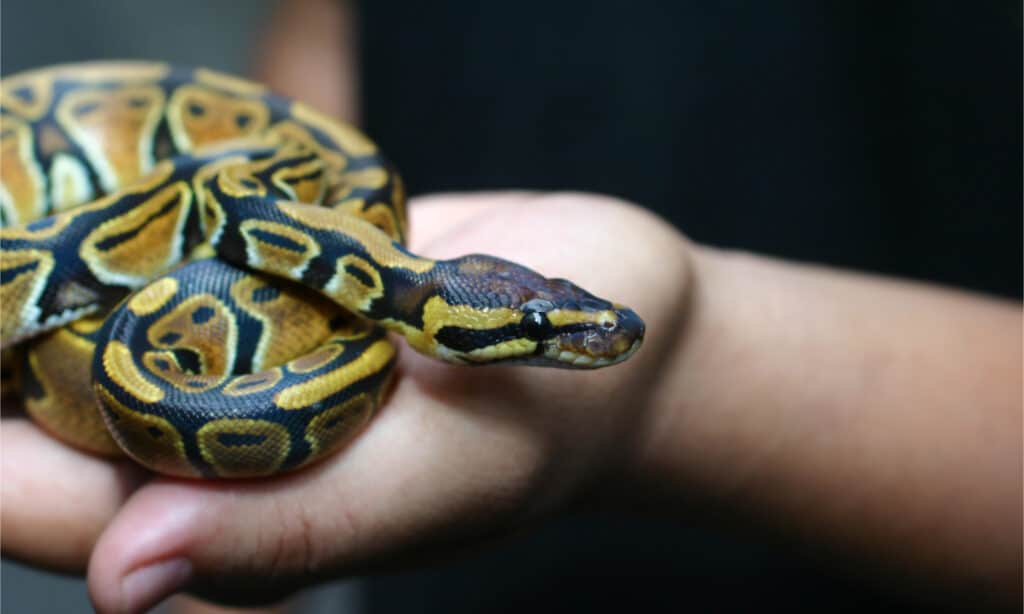 Serpente pitone palla