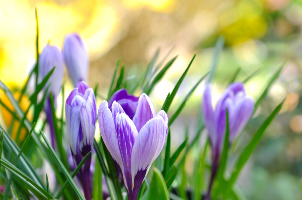 Crochi viola nel gras