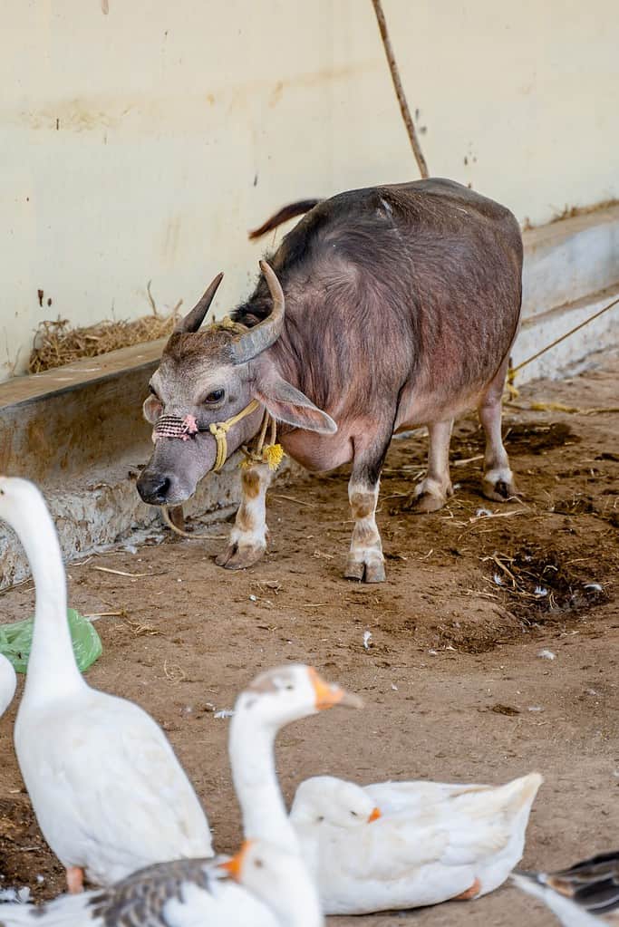 Mucca nana una delle più piccole varietà di mucche al mondo.