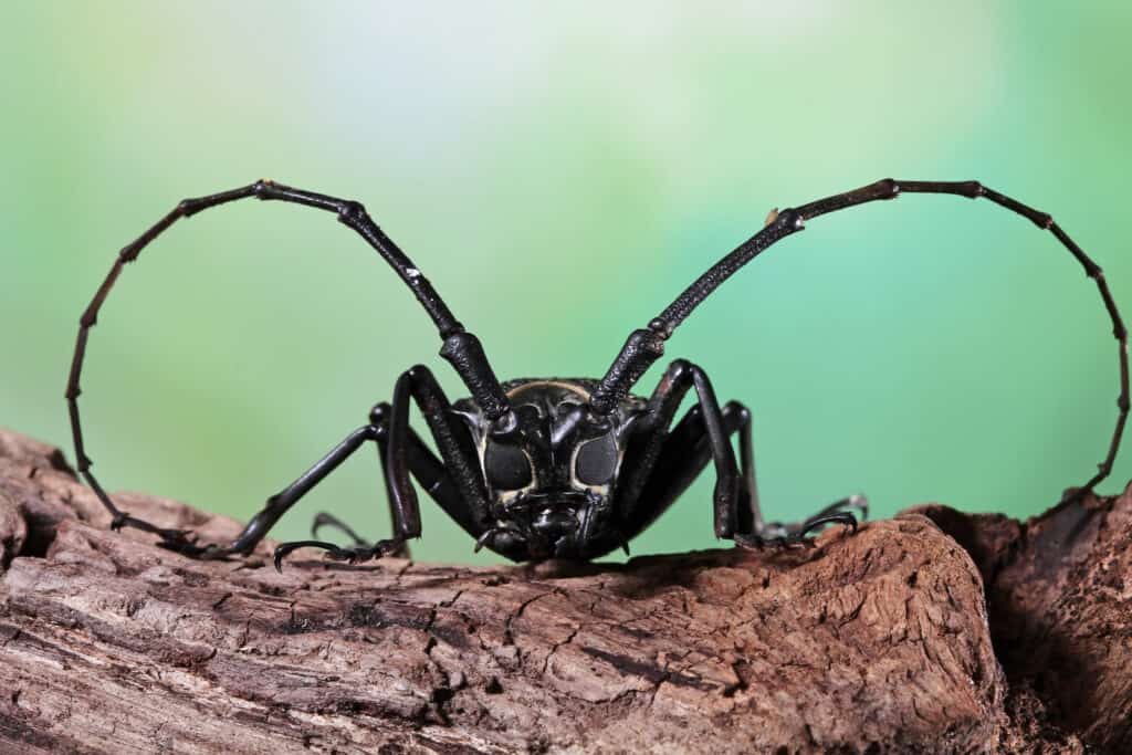 Scarabeo longhorn asiatico