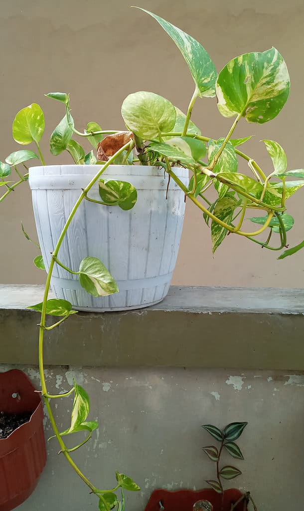 Jessenia pothos seduto su una sporgenza in un vaso bianco