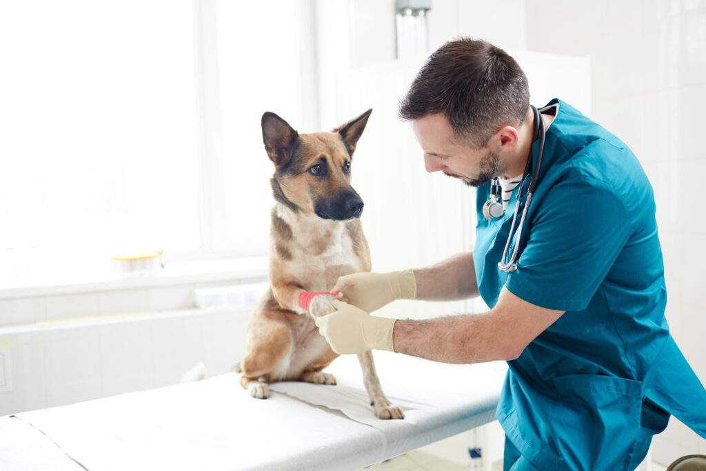 Veterinario che mette bendaggio sulla zampa del pastore tedesco nelle cliniche