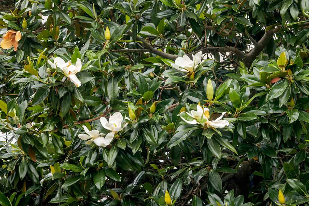 magnolia meridionale