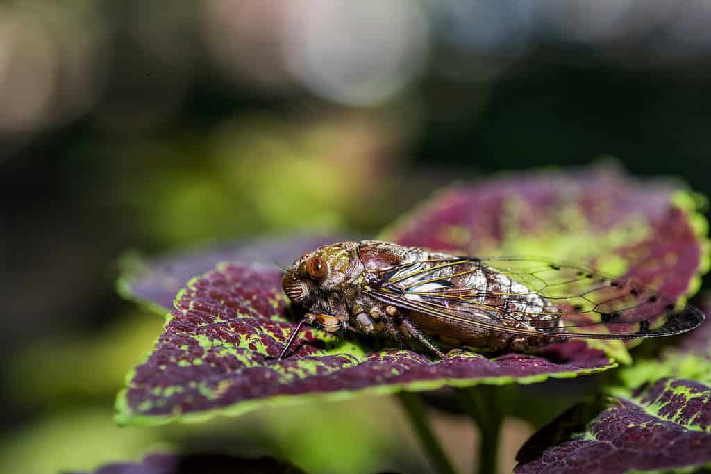 Imperatrice Cicala (Megapomponia imperatoria)