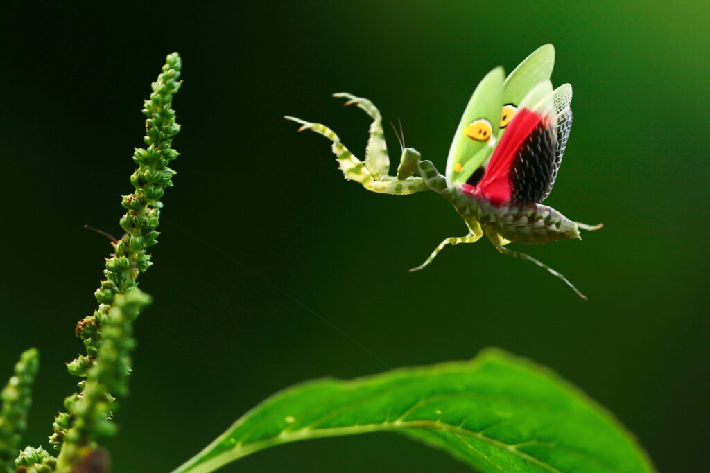 mantide religiosa che vola