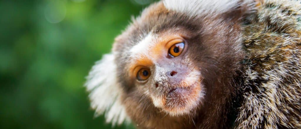 Animali con grandi occhi - Scimmia uistitì pigmeo