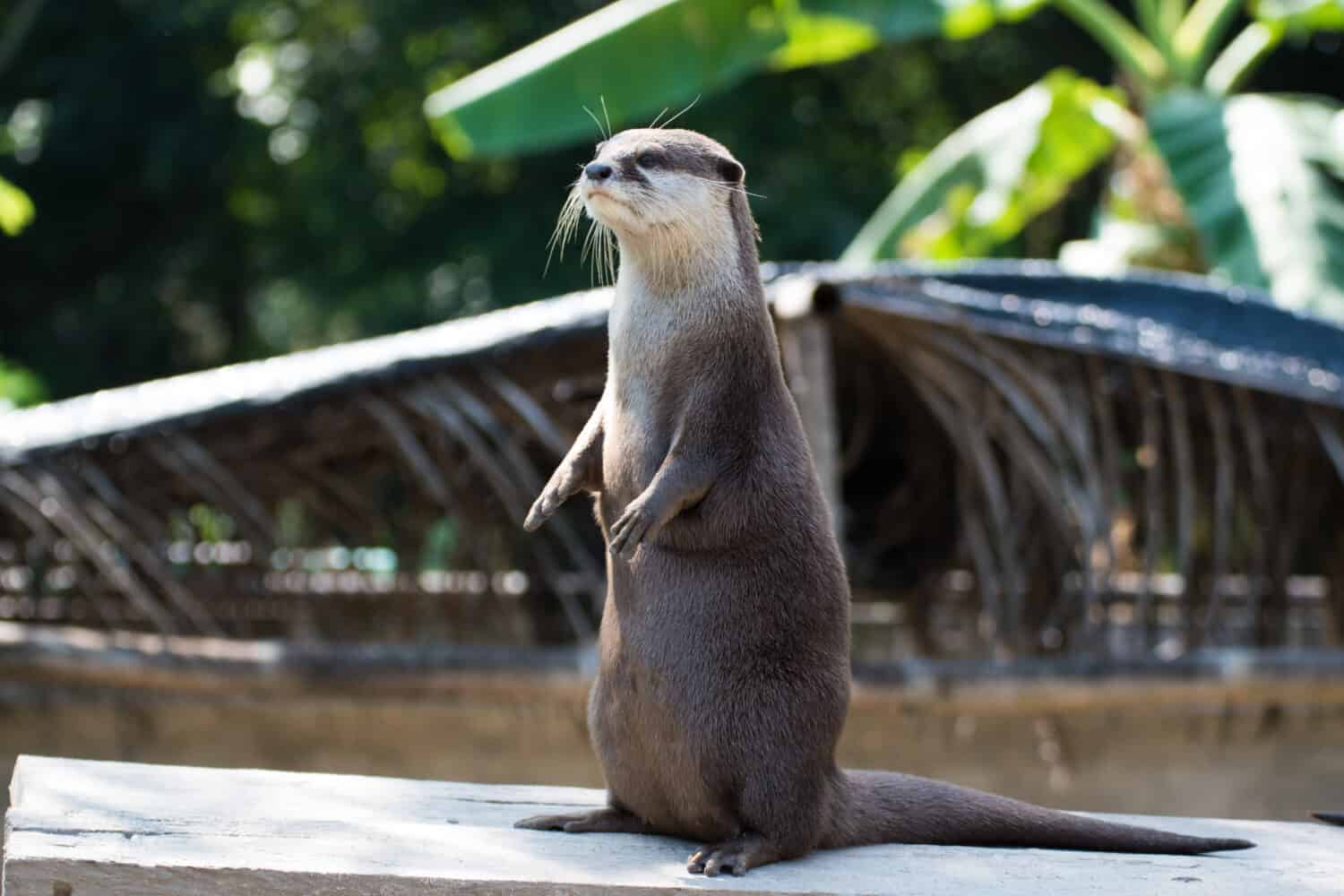 Una piccola lontra artigliata carina