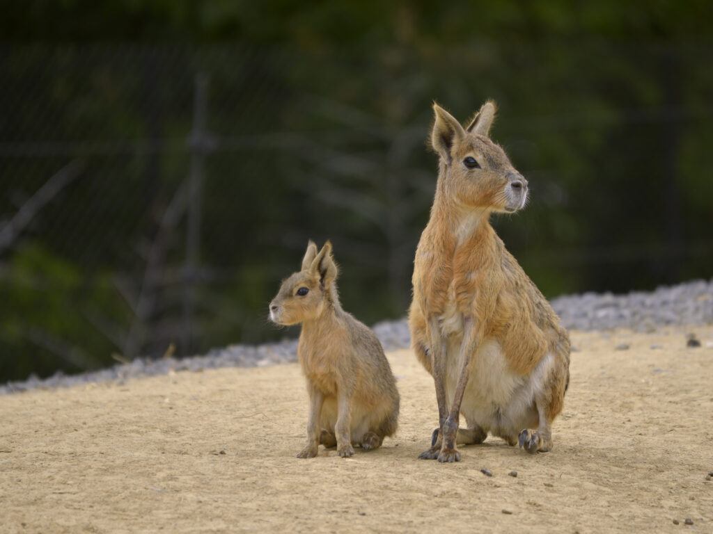 Mara della Patagonia e giovani (Dolichotis patagonum) seduti sulla sabbia.