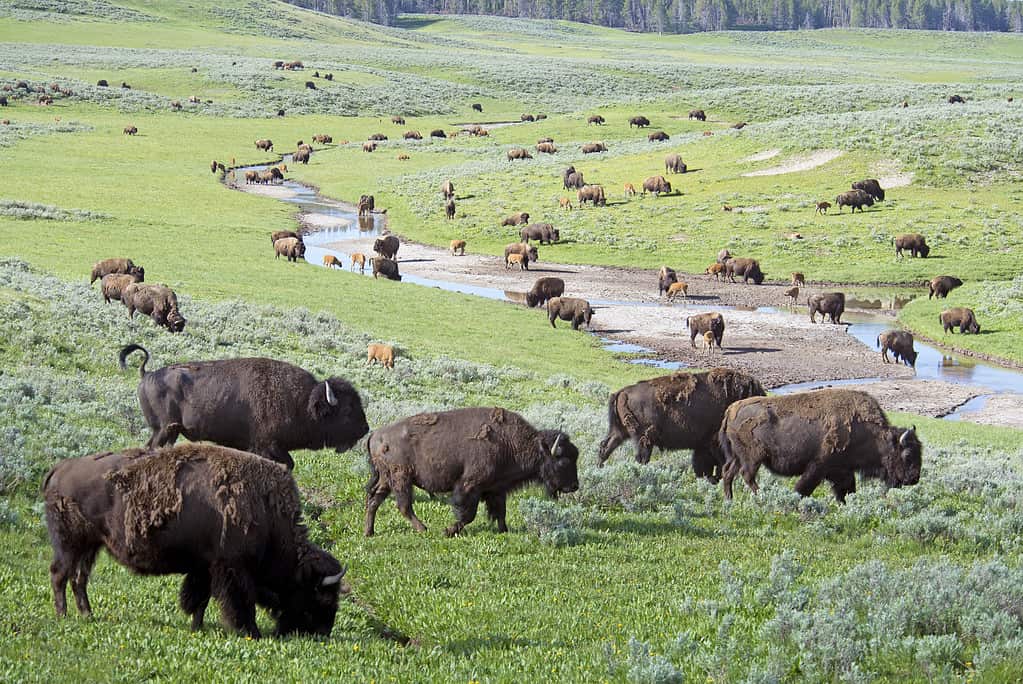Mandria di bisonti nel Parco Nazionale di Yellowstone