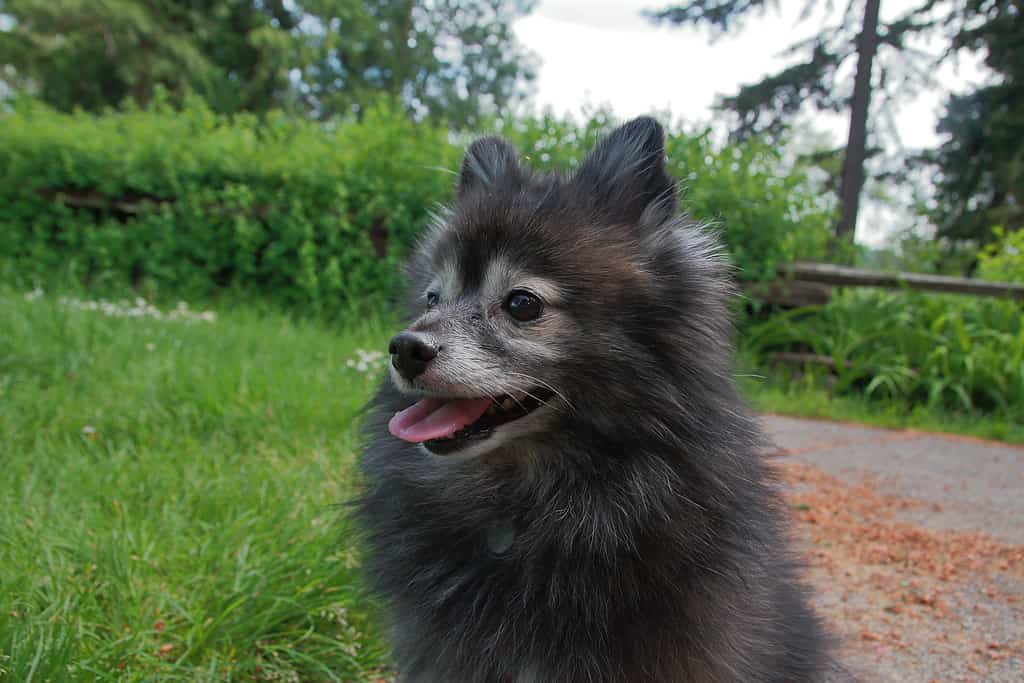 Papillon di Pomerania nero e grigio si mescolano nel parco