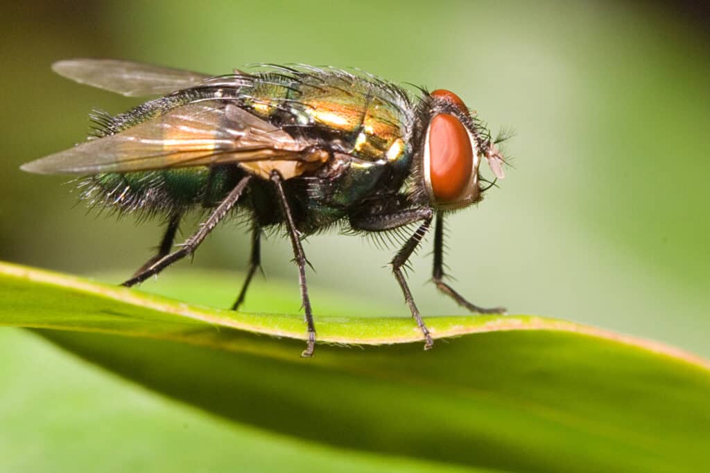 mosca carnaria