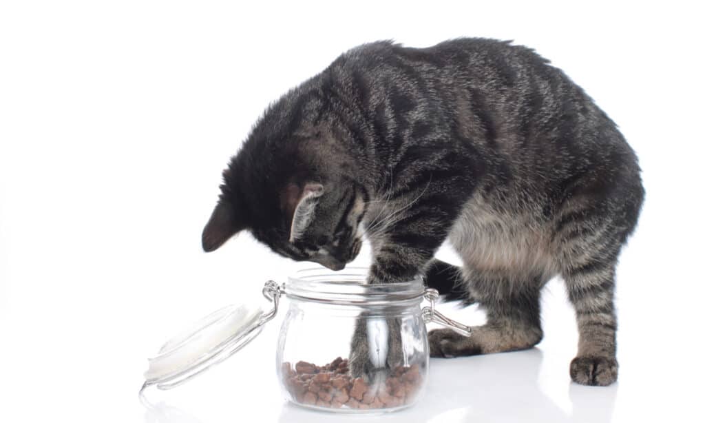 le migliori prelibatezze per gatti