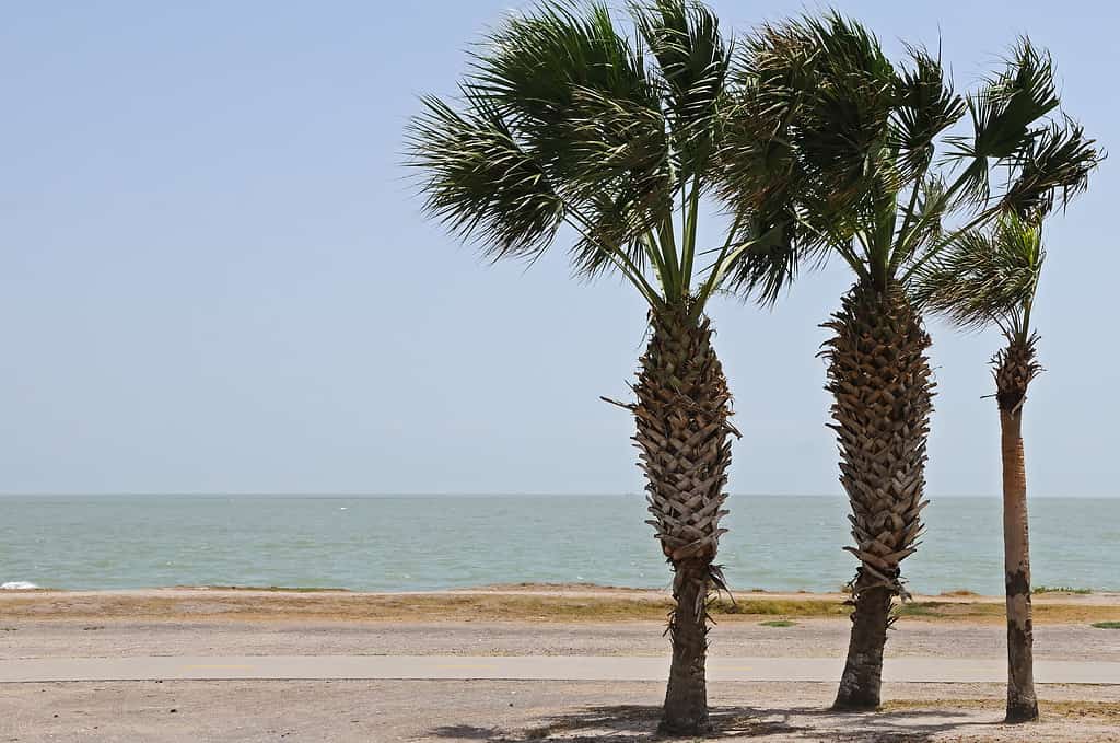 Corpus Domini, Texas